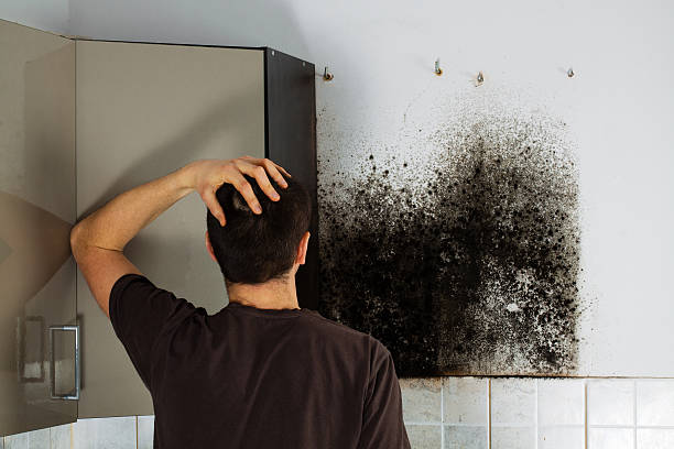 Reliable Columbus, WI Mold Removal Solutions